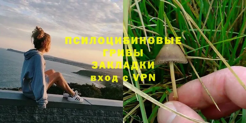 Галлюциногенные грибы Psilocybe  Дюртюли 